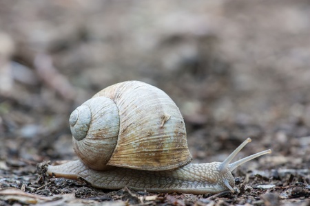 the earth is slowly creeping garden snailの写真素材
