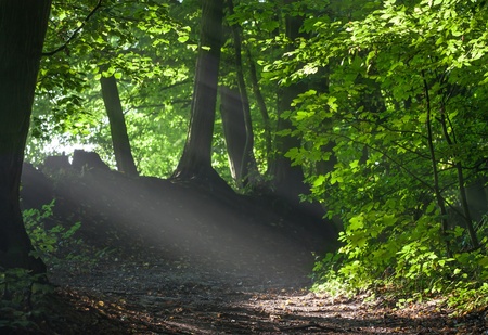 Morning light in the leafy woods