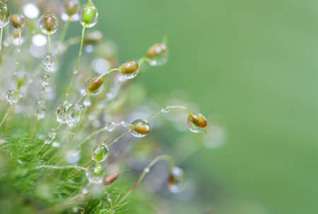 dew drops on green mossの写真素材