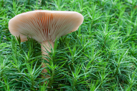 close up of mushroom in green mossの写真素材