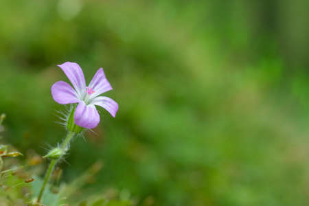 purple flower on a green backgroundの写真素材