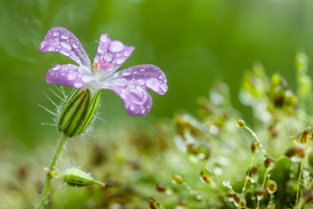 close up of purple flower with dew dropsの写真素材