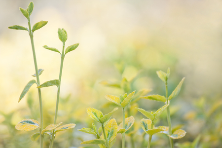 Close up of green hedge backgroundの写真素材