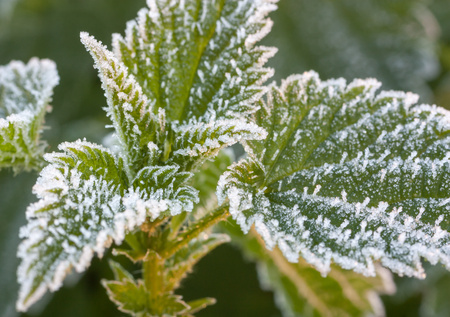close up of frost on the nettleの写真素材