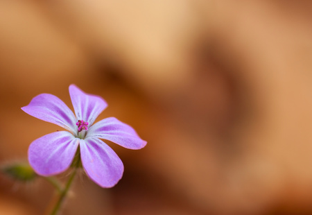 purple flower on a background of autumn colorsの写真素材