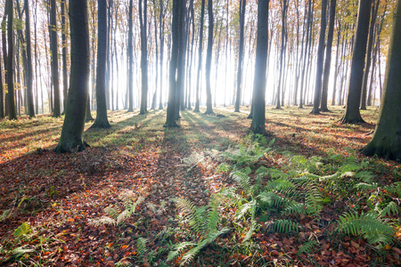 sunrise in autumn forest with fernsの写真素材