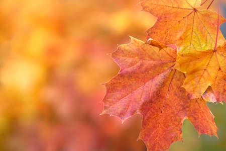 wonderful colorful autumn maple leavesの写真素材