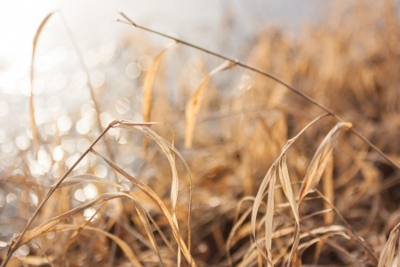 dry grass in the sunshineの写真素材