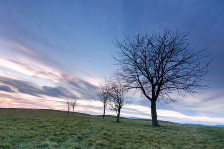 tree at sunset with colorful skyの写真素材