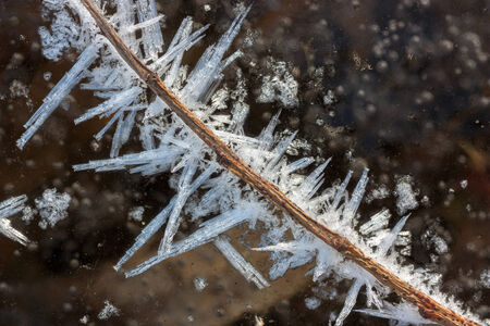 crystals of frost on frozen branchの写真素材