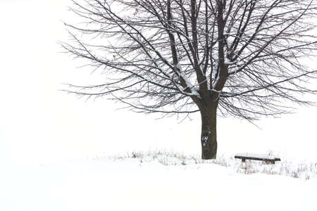 view of winter tree covered with snowの写真素材