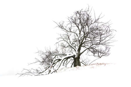 view of winter tree covered with snowの写真素材