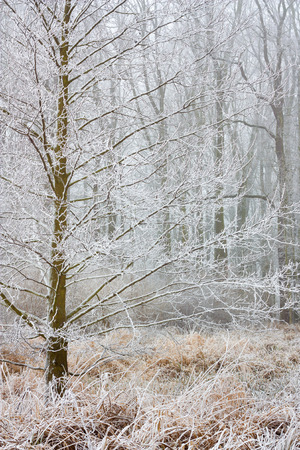 white frost in the frozen forestの写真素材