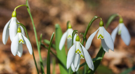 Close up of snowdrops -  arrival of springの写真素材