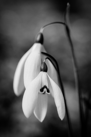 Close up of snowdrops -  arrival of springの写真素材