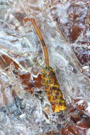 leaf frozen in melting iceの写真素材