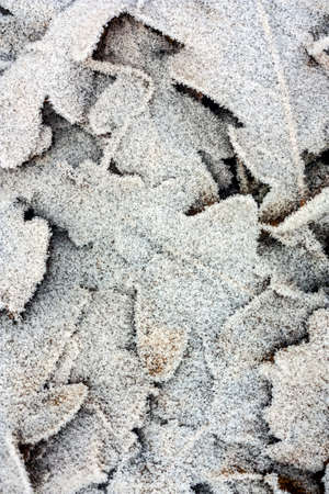 frost on the fallen leavesの写真素材