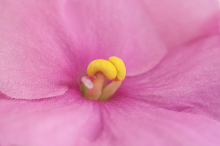 Close up of an African violetの写真素材