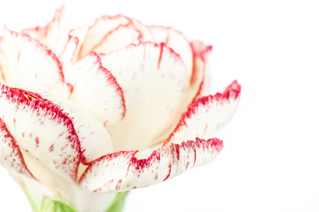 carnation flower on a white の写真素材