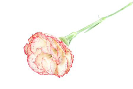 carnation flower on a whiteの写真素材