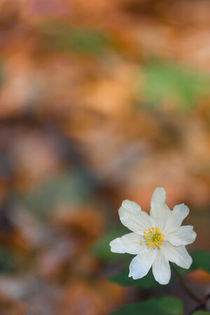 wood anemone in the background beech leavesの写真素材