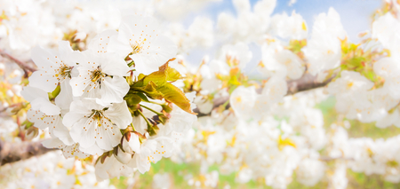 White cherry flowers with green leavesの写真素材