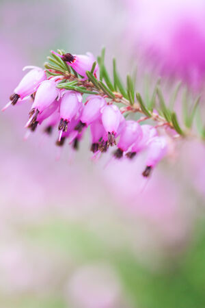 Close up of beautiful purple heather flowersの写真素材