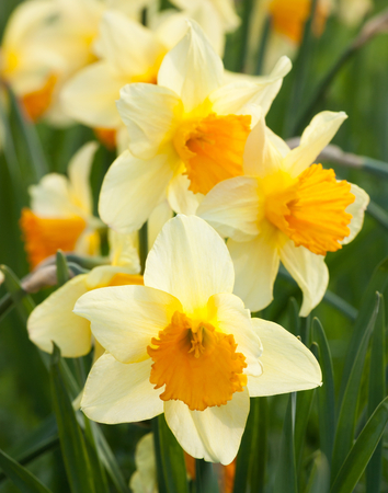 beautiful yellow flowers spring narcissusの写真素材