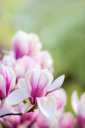 Close up of pink magnolia blossomsの写真素材