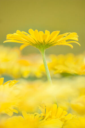 doronicum orientale - yellow spring flowersの写真素材