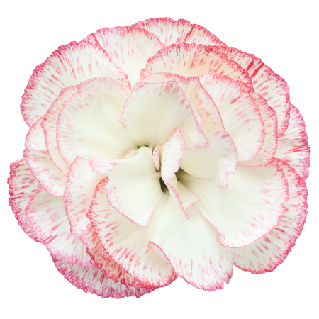 red and white carnations on a white の写真素材