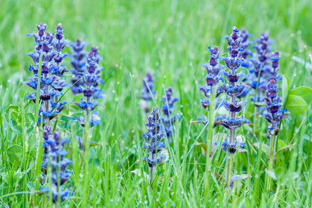 Blue beauty of flowers upright bugleの写真素材