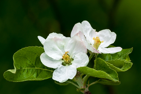 Beautiful flowers of apple treeの写真素材