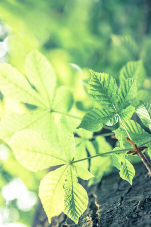 chestnuts green leaves in sunlightの写真素材