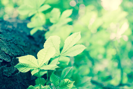 chestnuts green leaves in sunlightの写真素材