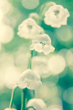 white lily of valley flowers on green backgroundの写真素材