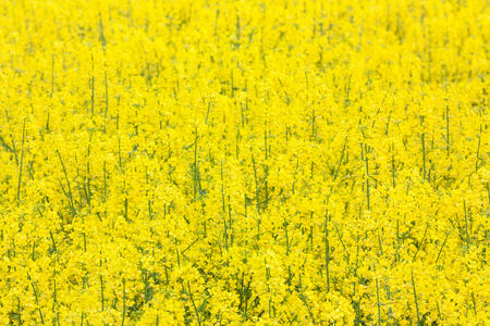 yellow field with rapeseed oil plantの写真素材