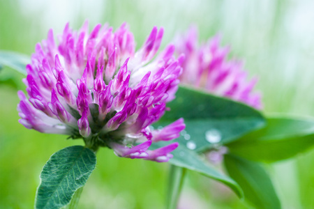 Close up of beautiful purple clover flowerの写真素材