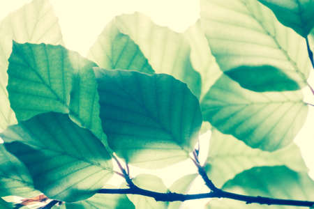 background from green leaves of a treeの写真素材