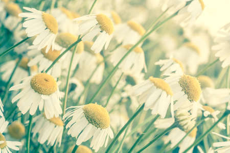 Gorgeous vintage daisy in sunlightの写真素材