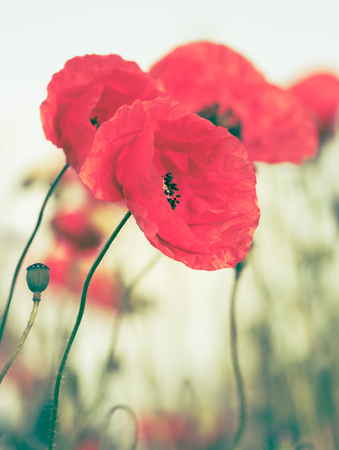 vintage poppies with blue skyの写真素材