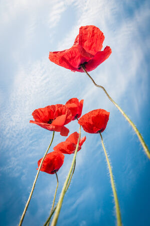 beautiful poppies with blue skyの写真素材