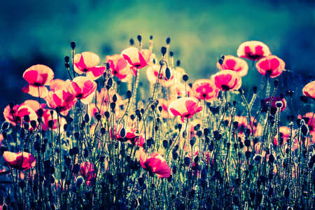 red poppy flowers on a green backgroundの写真素材
