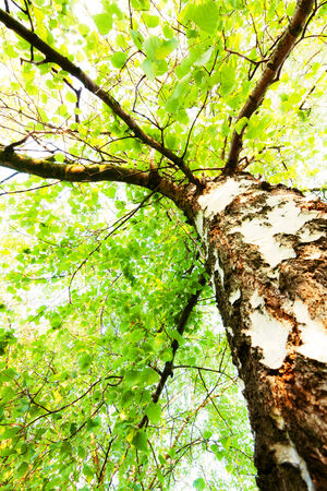 green leaves on a white birchの写真素材