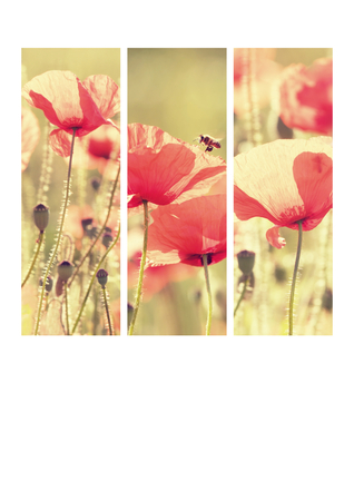 collage of flowers of poppyの写真素材