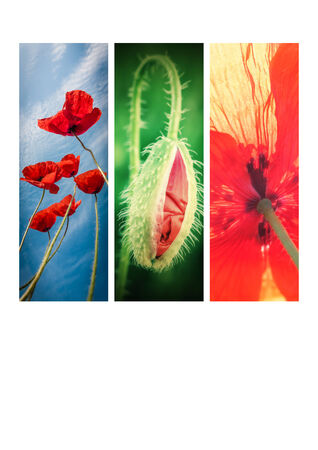 collage of flowers of poppyの写真素材