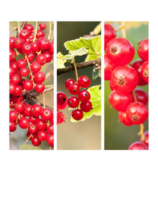 collage of ripe red currantsの写真素材