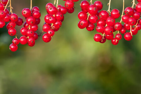 Close up of red currant on a green background