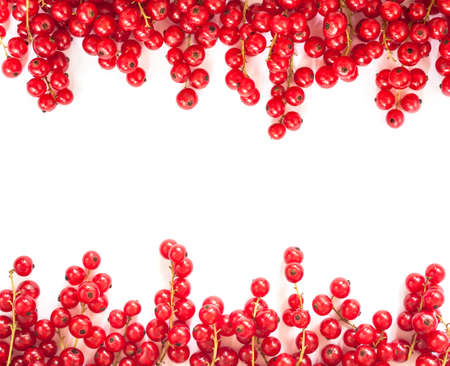 White background of red currantの写真素材