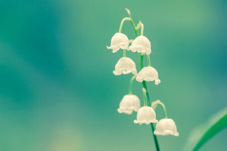 close up white lily of the valley  on a green backgroundの写真素材